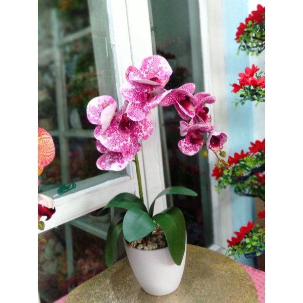 anggrek latex premium