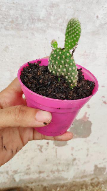 Pot Mini Warna Warni 8 Cm Garden Of Love