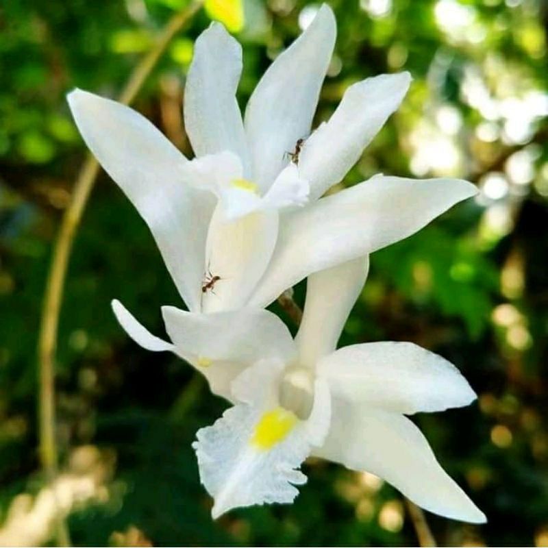 Anggrek langka bungga putih / anggrek dendrobium anggrek merpati asli spike