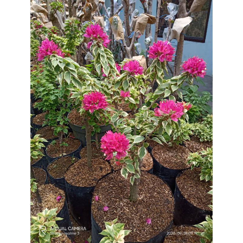 Tanaman Hias Bugenvil Singapur