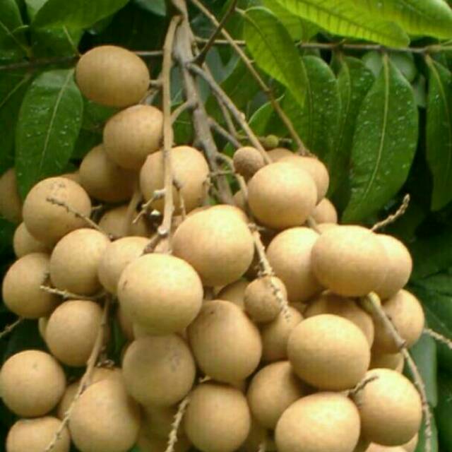 Paket 3 Bibit Kelengkeng Pimpong