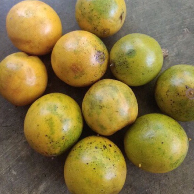 

buah pohon kayu campoleh kuning segar 1kg