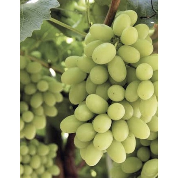 Bibit Anggur Cotton Candy