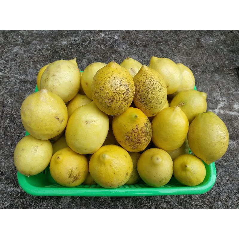 

Lemon Eureka Kerinci (Reject)