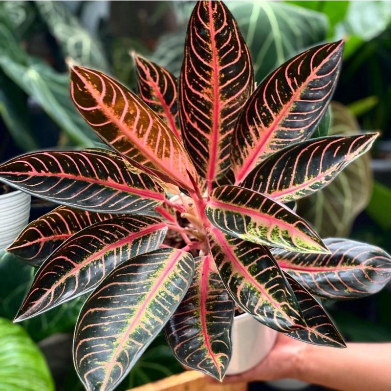 AGLONEMA PRIDE OF SUMATRA /AGLONEMA