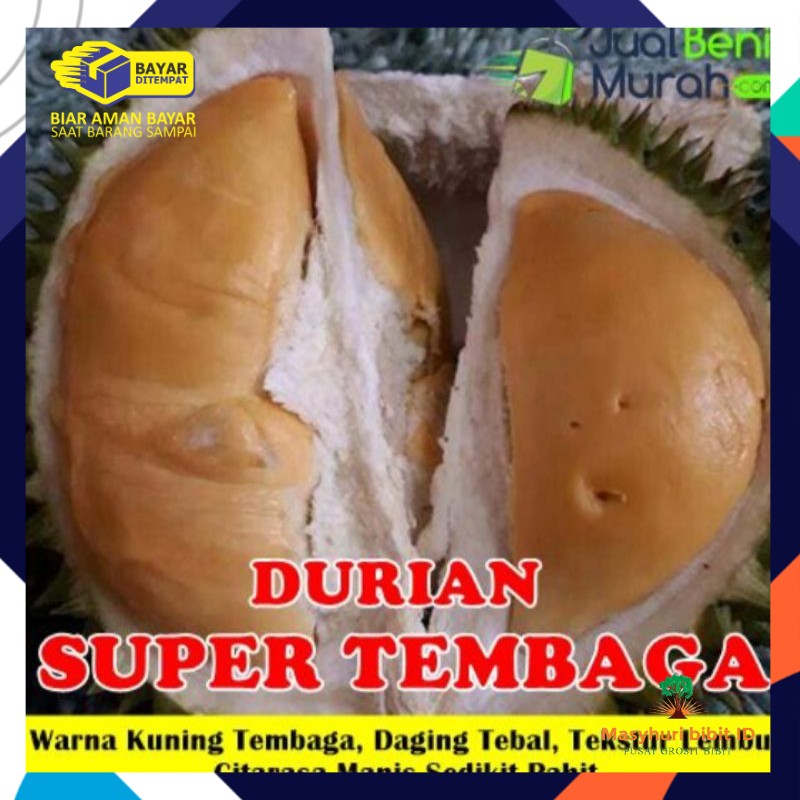 bibit durian  tembaga