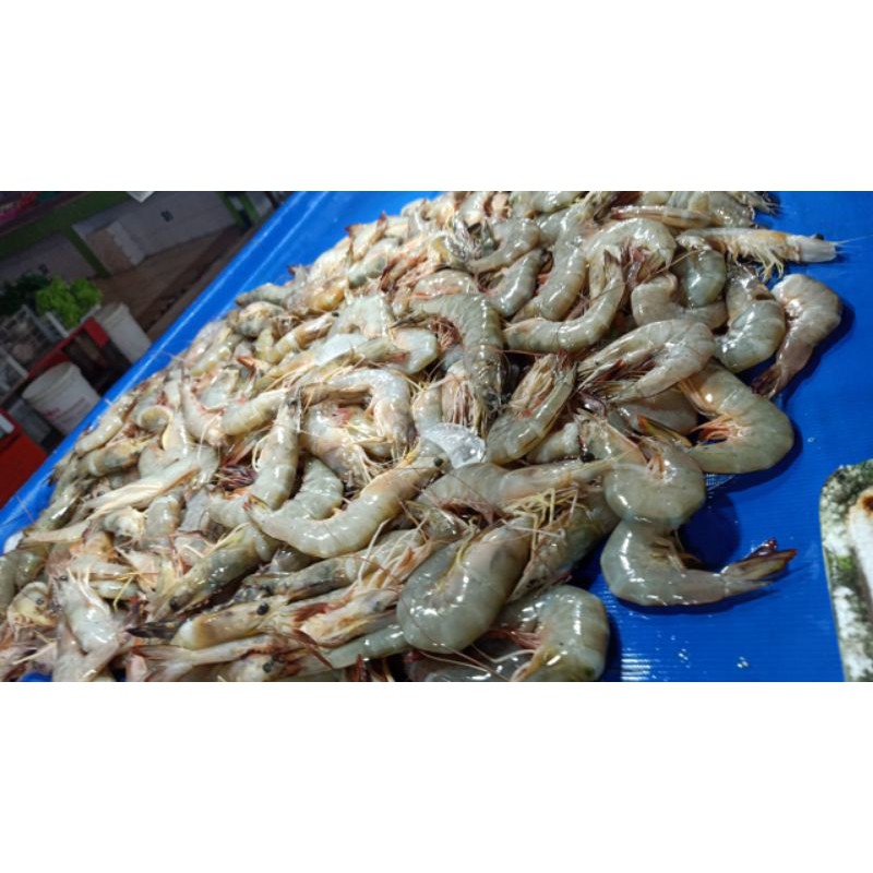 

Udang Segar Besar Sedang