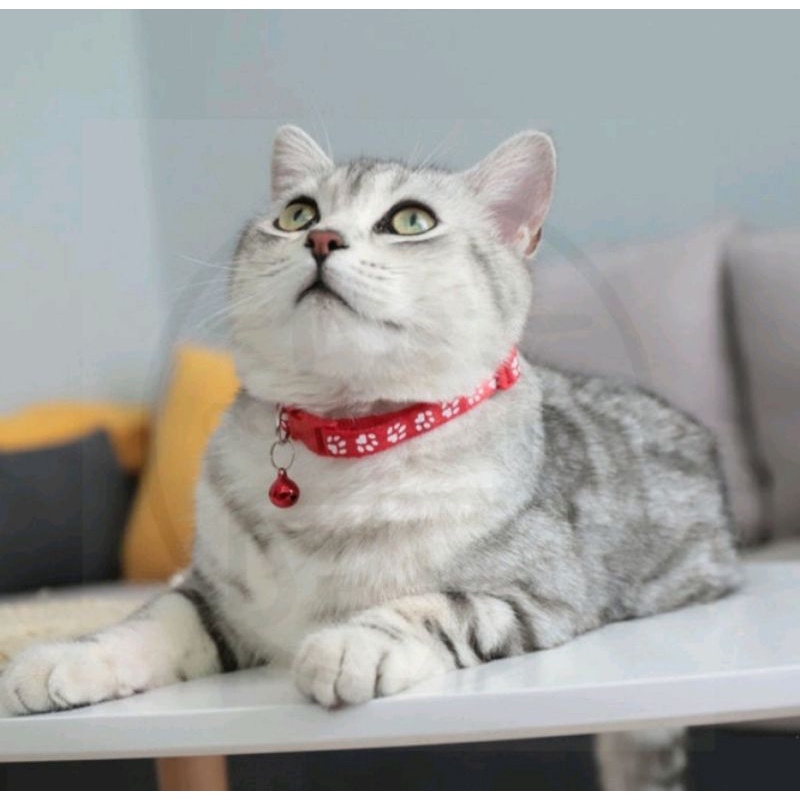 Kalung kucing motif