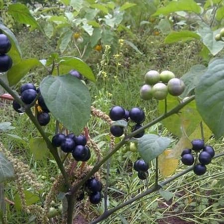 NEW BIBIT TANAMAN LEUNCA/POHON BUAH LENCA SAYUR HERBAL