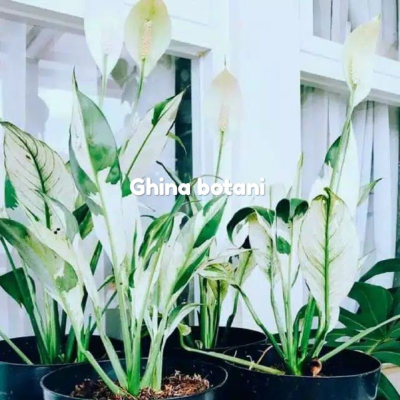 Tanaman Hias Sepatu Filum peach lily varigata