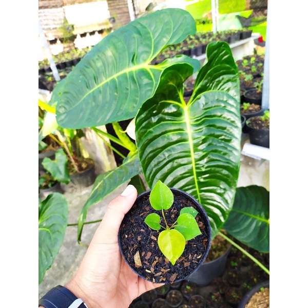 Tanaman Anthurium Veitchii (baby)