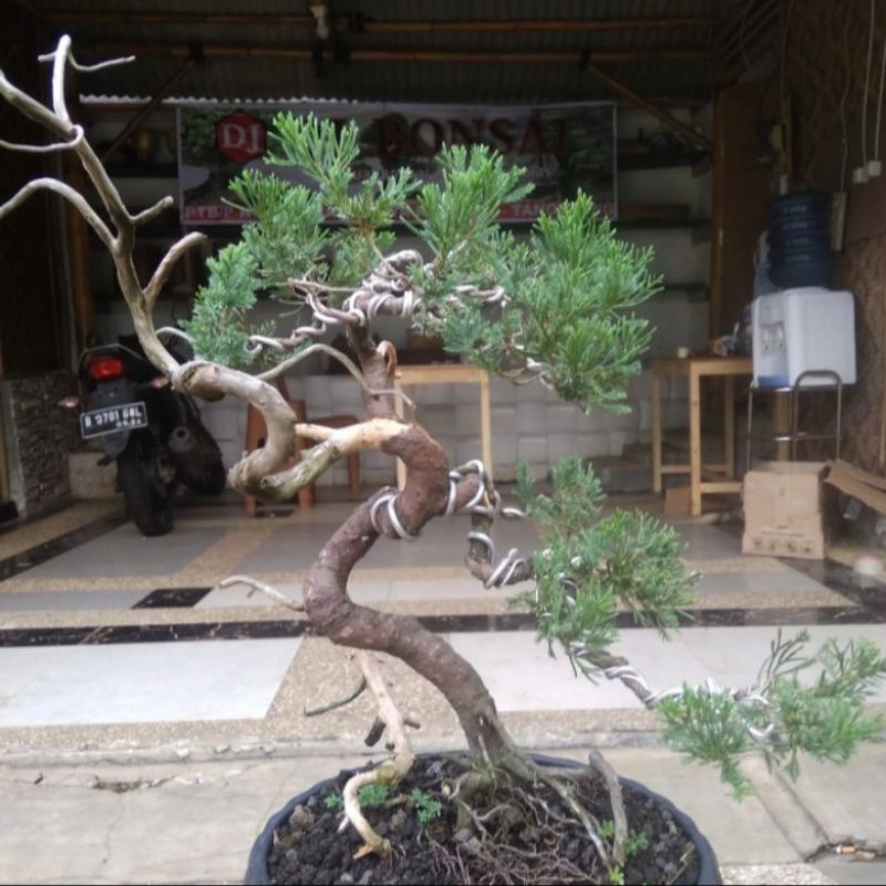 Bonsai Cemara Sinensis
