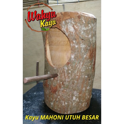 GELODOK POHON MURAI TERNAK BREEDING KAYU MAHONI