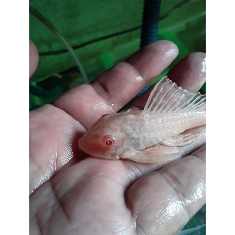 ikan sapu sapu mentega