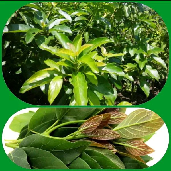 

Daun Alpukat Segar 500 Gram