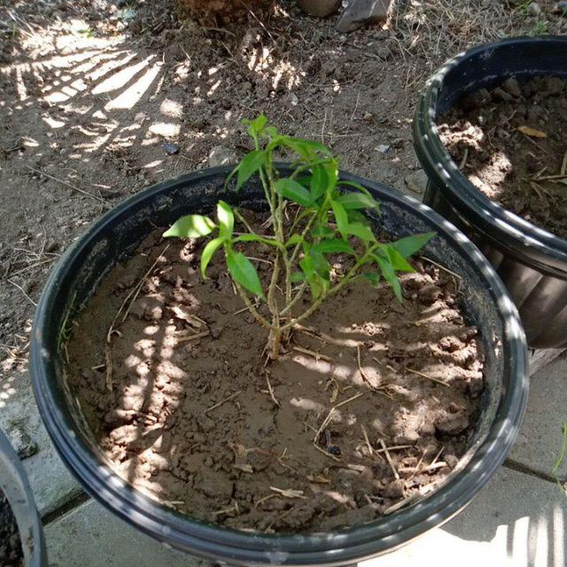 Bibit Tanaman Bunga Hias Rombusa Bunga  Putih