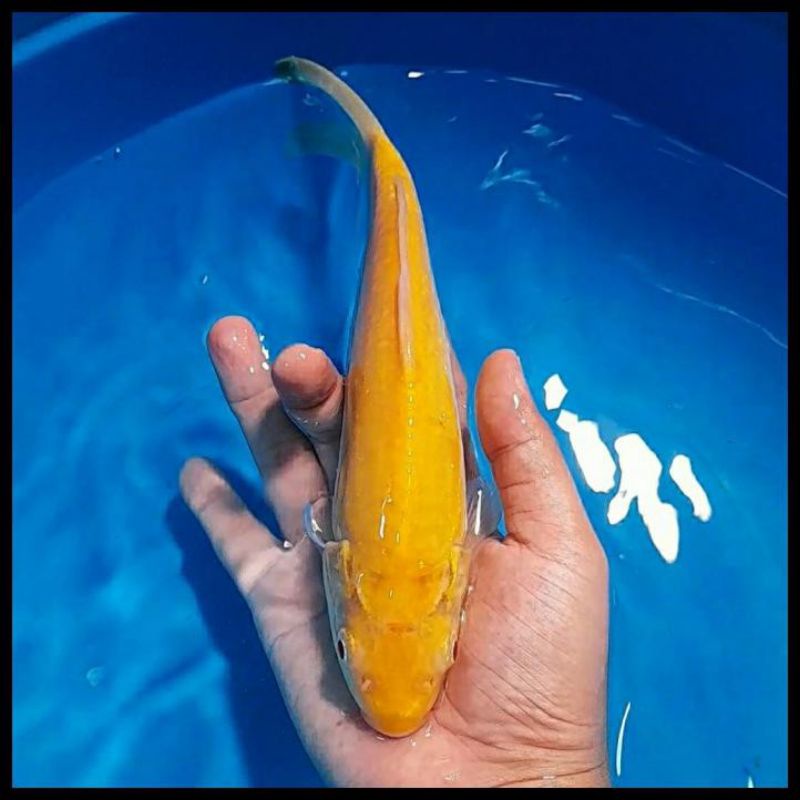 PAJANGAN AQUARIUM - koi karasi lemon size 15-20cm - koi Blitar - Koi polosan
