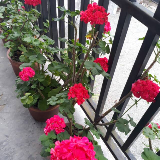 elindalinaputri79