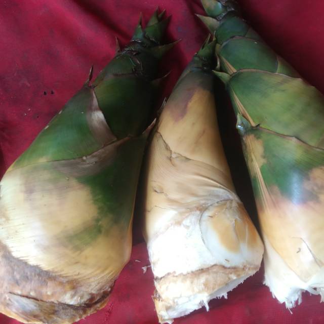 

Rebung bambu kuning herbal