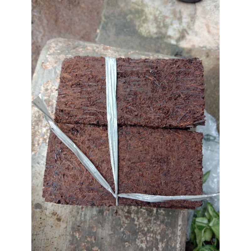 lempeng pakis media tanam aquascape tanaman aquascape