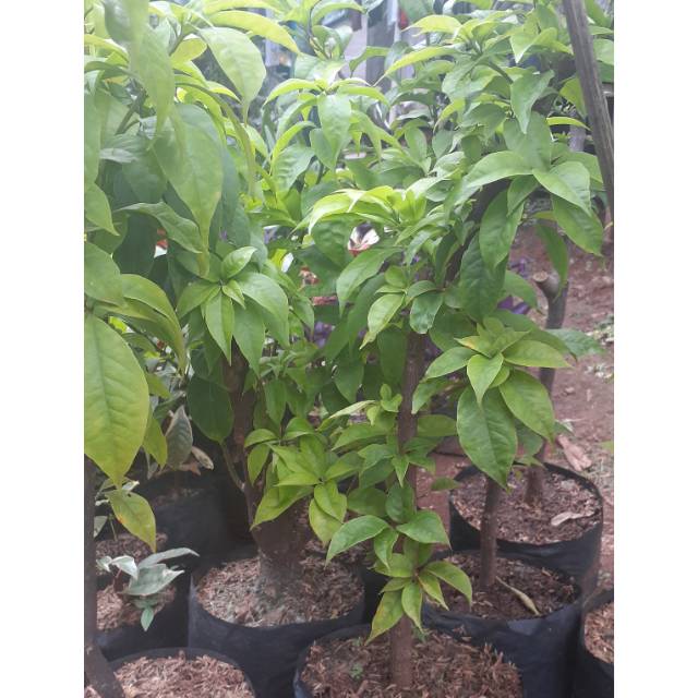 Tanaman Hias Bugenvil Varian Warna/Pohon Bugenvil Bunga Varian Warna