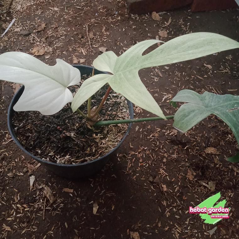 philodendron florida kuku bima philodendron ghost philodendron florida kuku bima philodendron ghost
