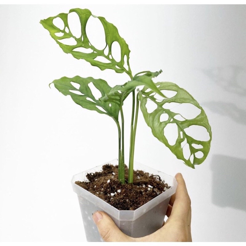 Bibit Bonggol Monstera Obliqua bibit termurah asli monstera