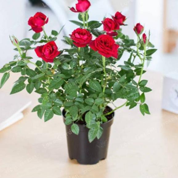 Terlaris Biji Bunga Mawar Mini Merah Red Baby Rose