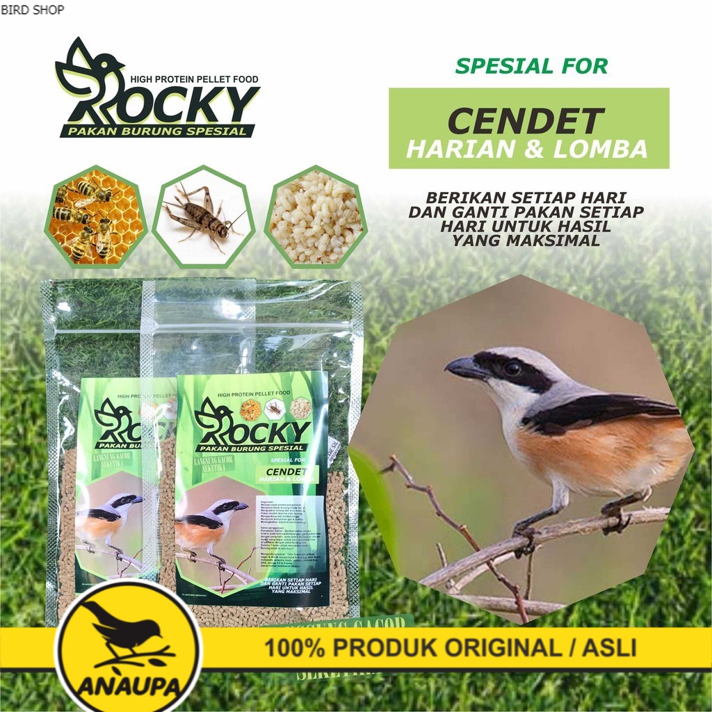 PAKAN HARIAN DAN LOMBA BURUNG CENDET KACER POCI ANIS MERAH