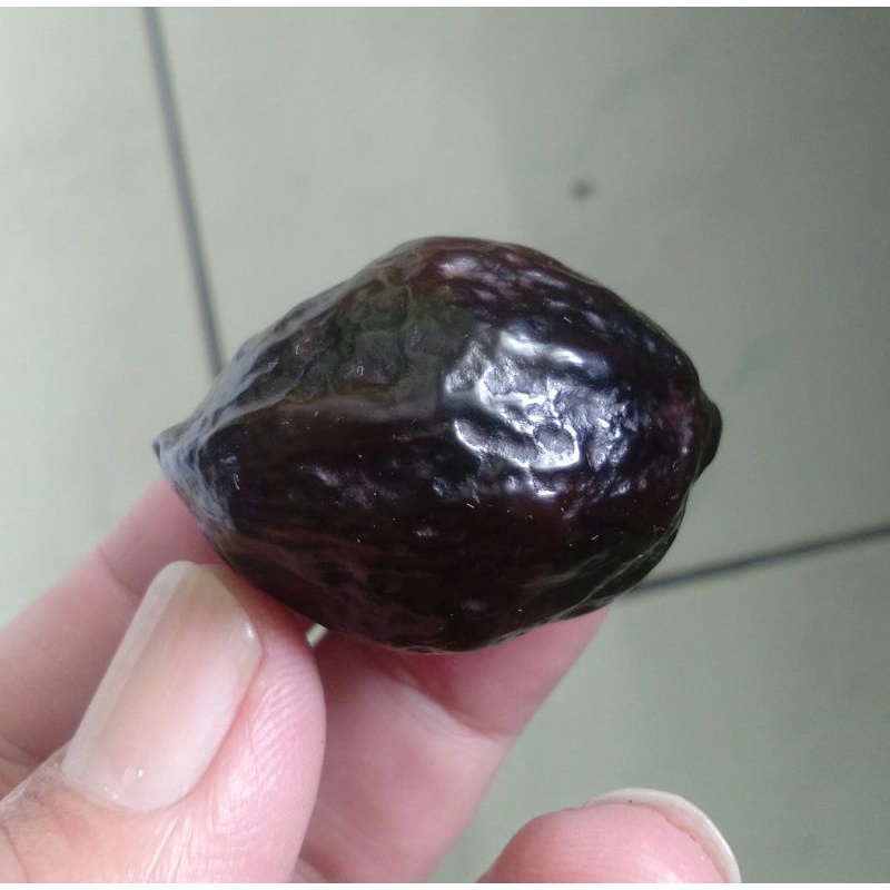 Kemiri Adu Muncang Adu Mantili Ori Garung