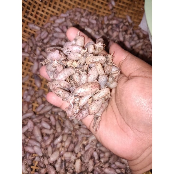 

Baby Cumi Murah (Ukuran 0,5-2 cm) 500g
