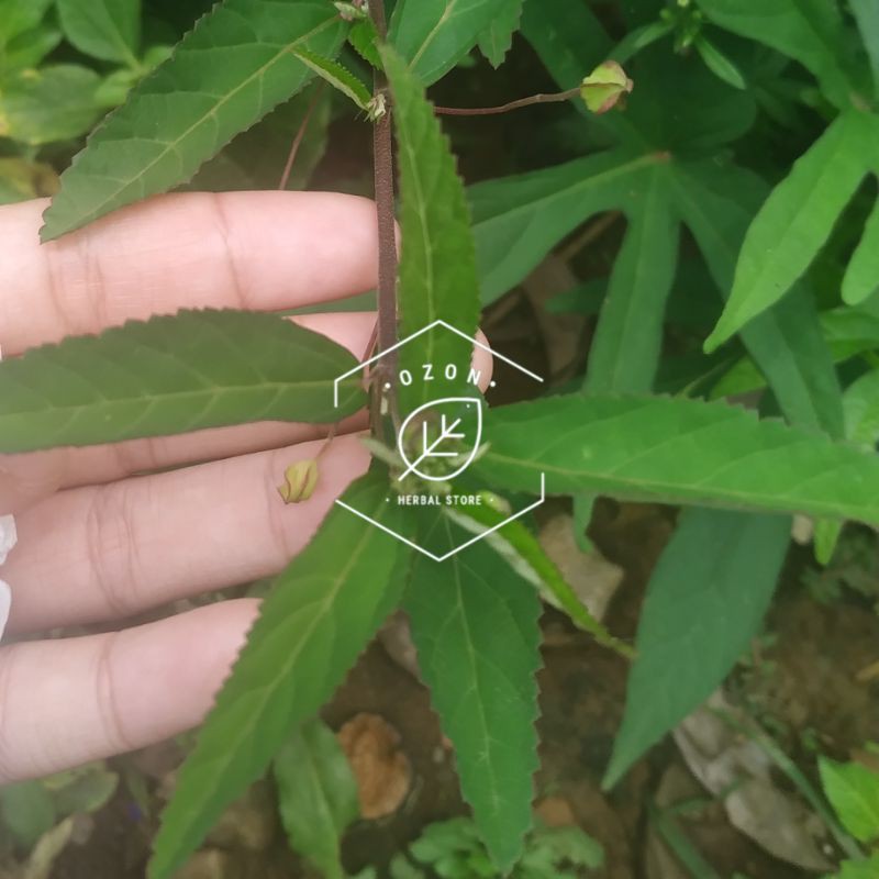 

Daun Sidaguri Jantan Segar 500gr