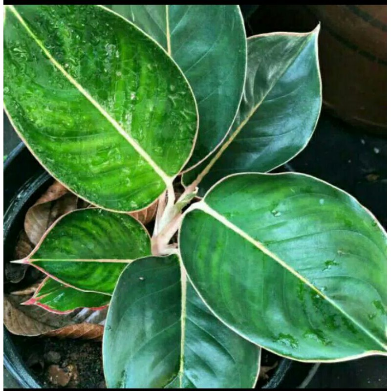 aglonema Lipstik-flaminggo aglonema