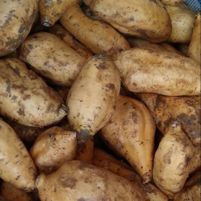 

Ubi madu cilembu manis