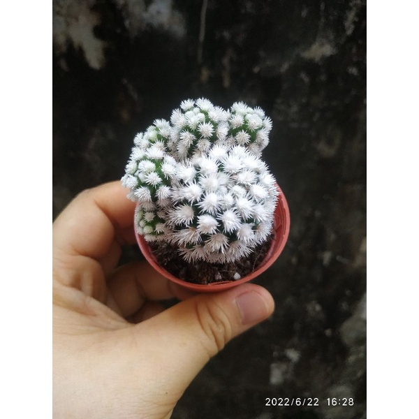 Kaktus Sukulen Import Langka Rare