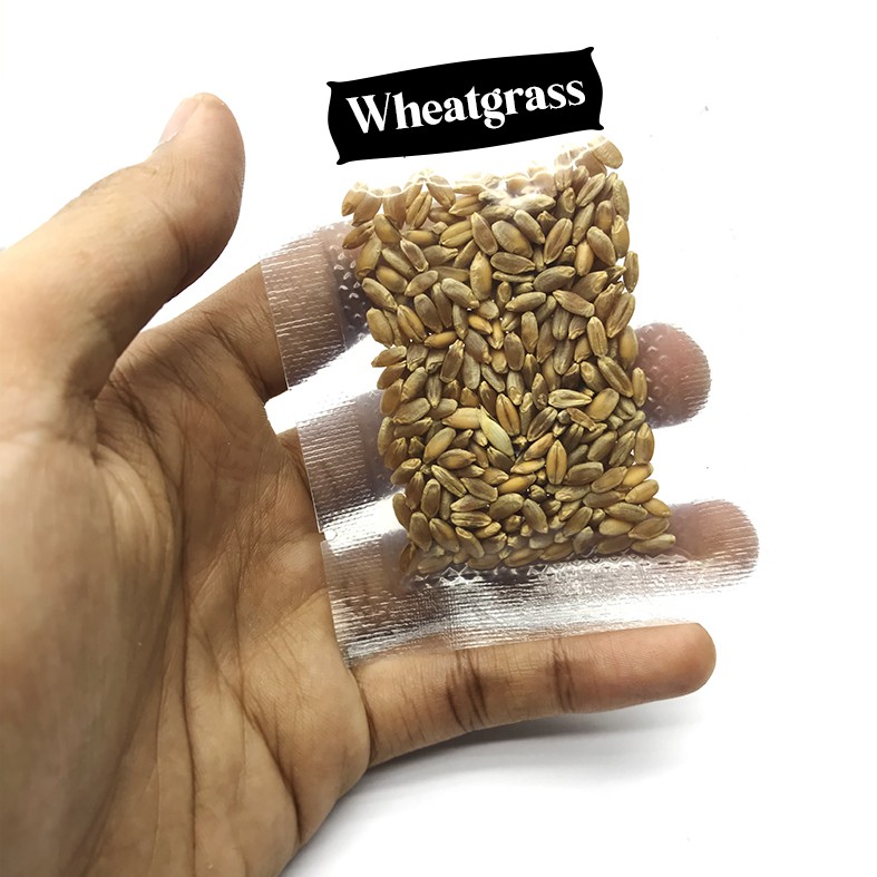 Biji / benih / bibit Micro Green Microgreen WHEATGRASS - 10 gram