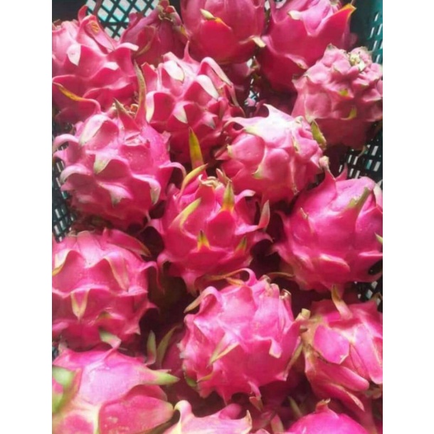 

Buah naga