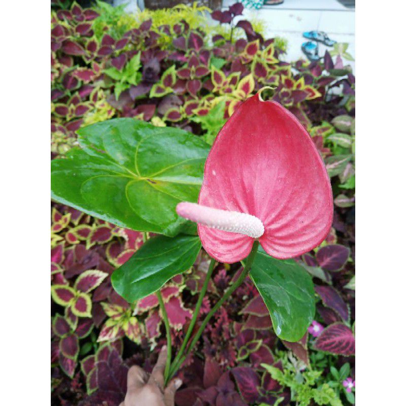 EKOR MONYET#TANAMAN PHILLO