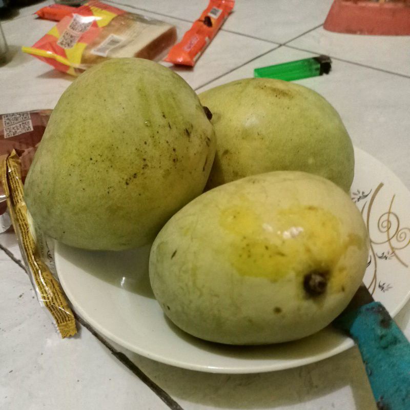 

mangga bangkok