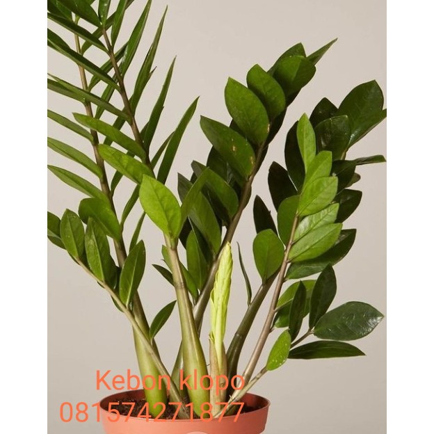 Tanaman Hias Zamia/ZZ plant