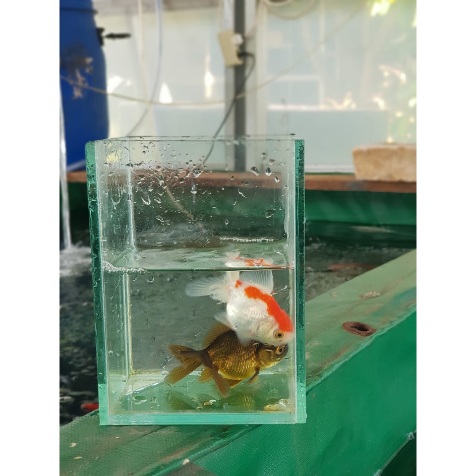 Koki Oranda