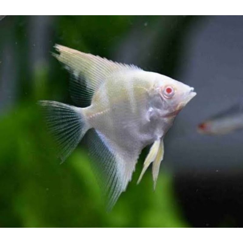 

ikan mempis red aye