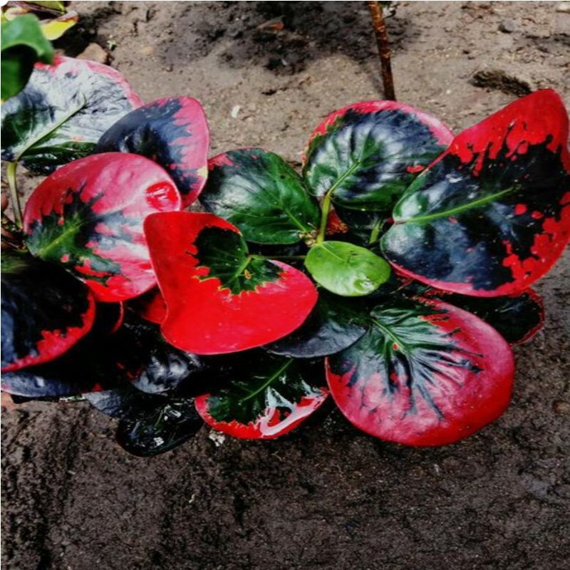 Bibit Tanaman Bunga Puring Koin Merah Cantik