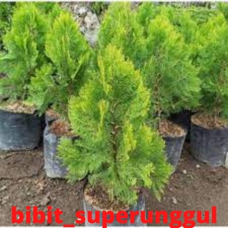 Bibit Cemara Kipas Bibit Pohon Cemara Kipas Bibit Tanaman Hias Cemara Kipas Termurah
