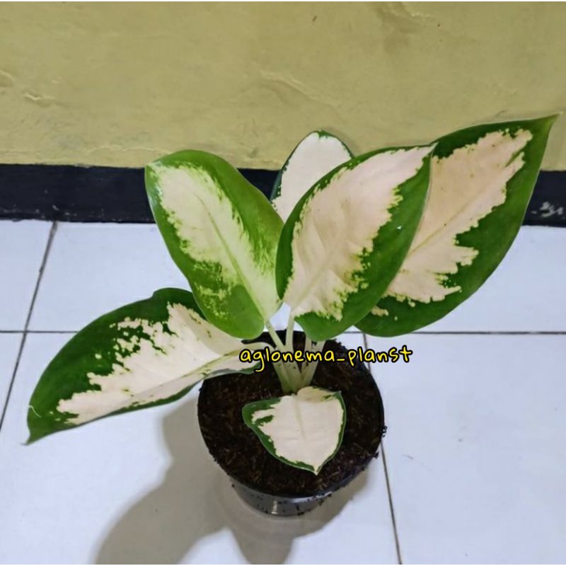 PROMOTanaman hias bibit-anakan aglonema kocin white