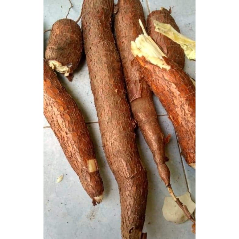 

Singkong Pulen Segar 1 Kg