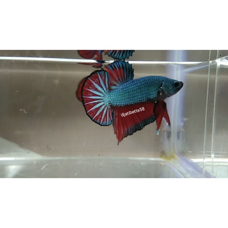 

Ikan Cupang Marble/Fancy