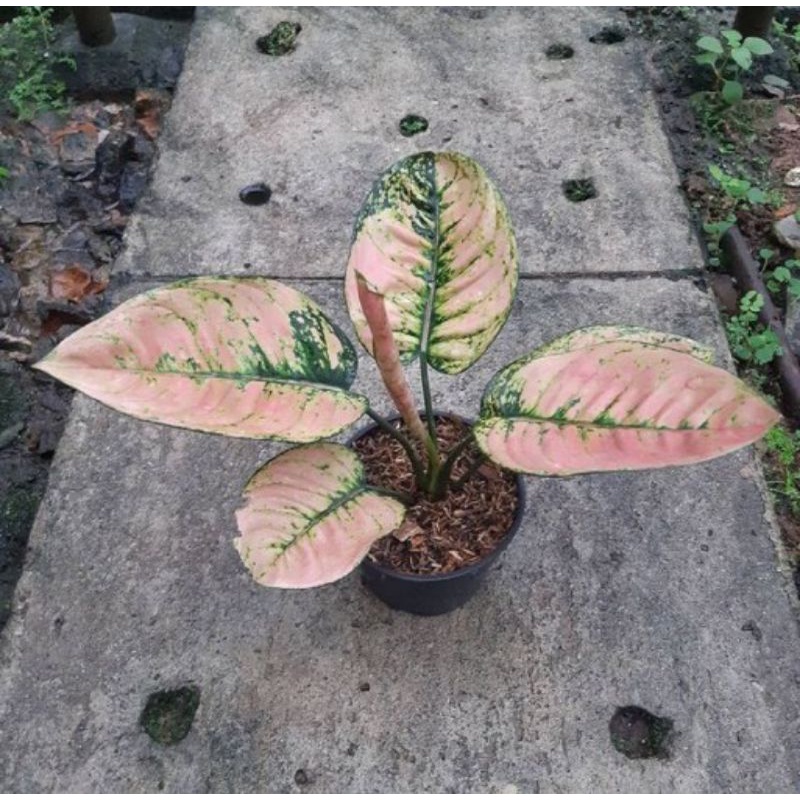 bibit bonggol aglonema Ruby compacta