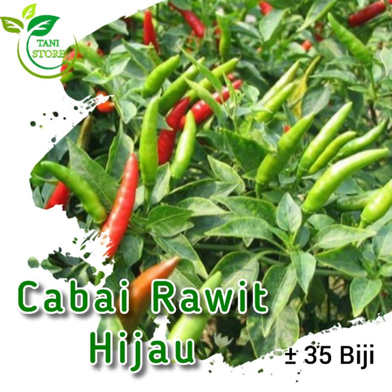 ± 35 biji benih cabe rawit hijau unggul_bibit cabe