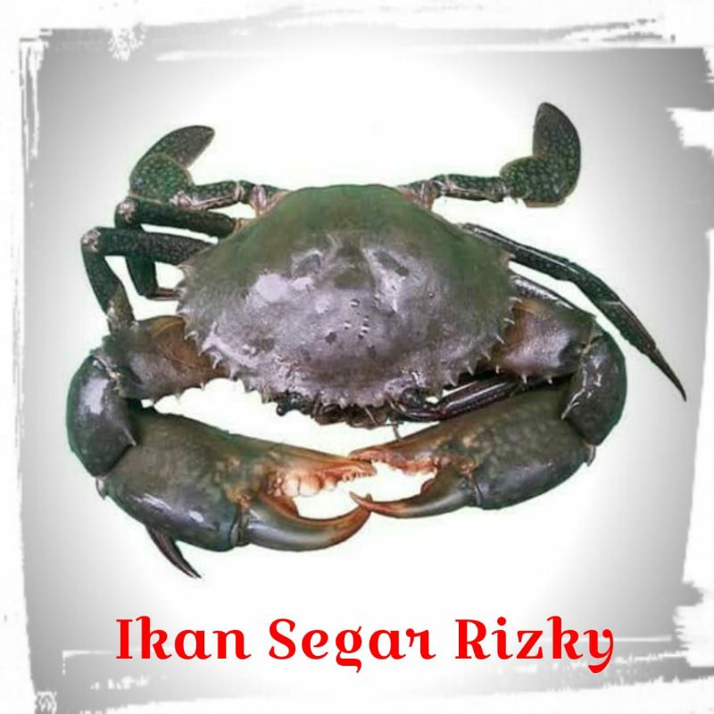 

Kepiting Hidup 1kg [TANYA STOK]